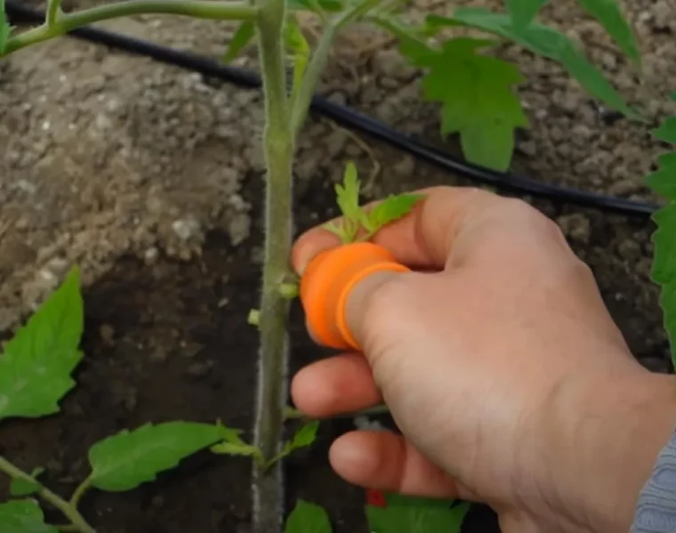 quelle feuille il faut ôter sur des pieds de tomates unemain retire deuxfeuilles de tomate