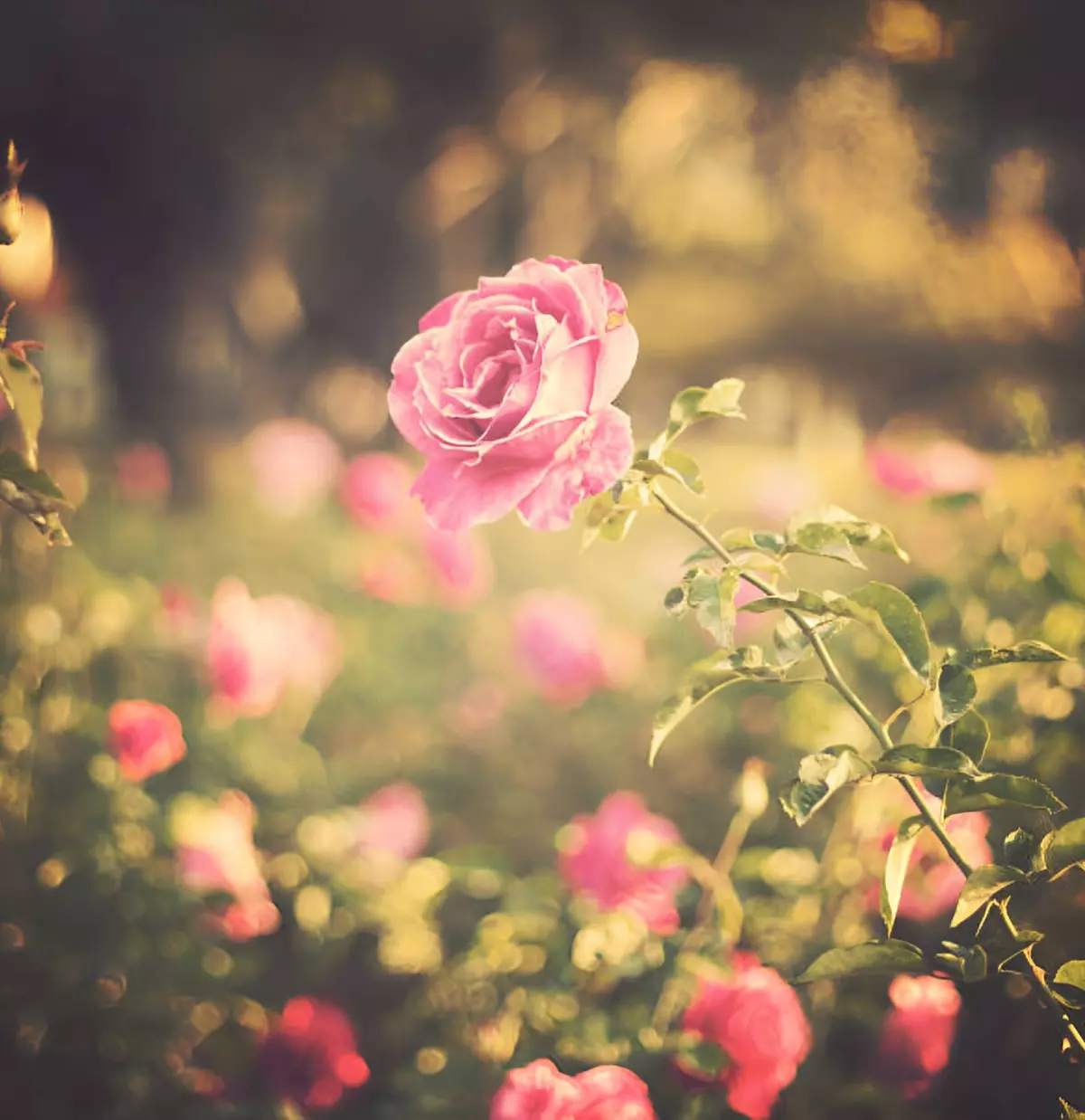 rosier a floraison unique avec une fleur rose