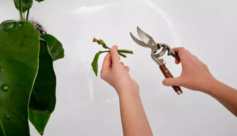 secateur entre des mains feminines pour tailler un oiseau de paradis avec son feuillage partiellement visible