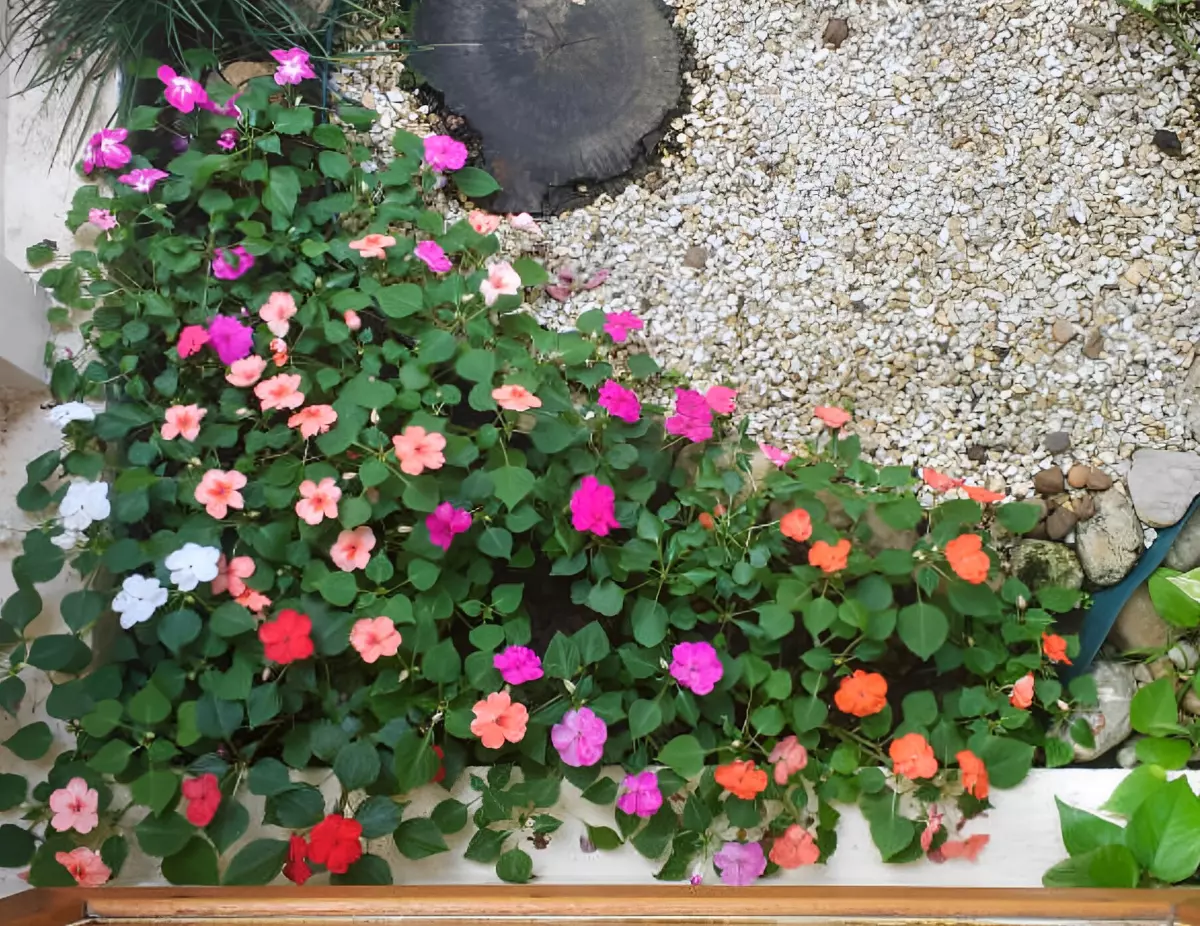 vue de dessus d impatiens walleriana avec des fleurs de couleurs differentes et qui mettent en valeur un angle sombre du jardin