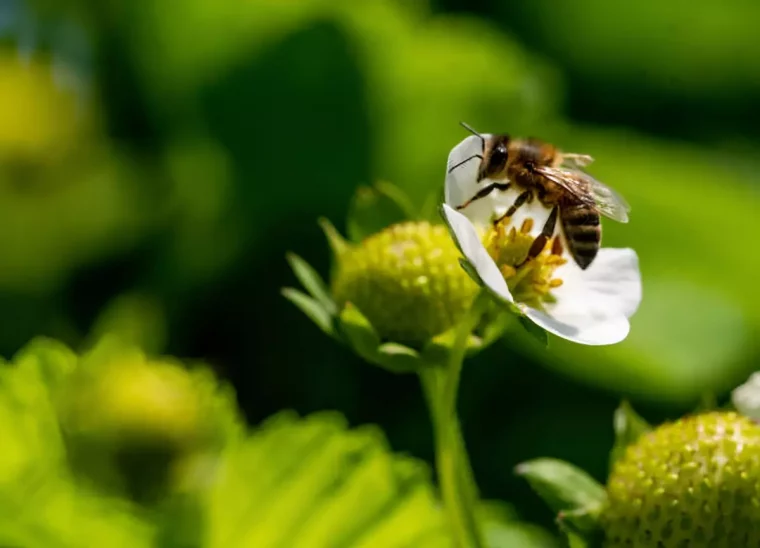 abeille sur une fleur blanche sur fond de la verdure floutee