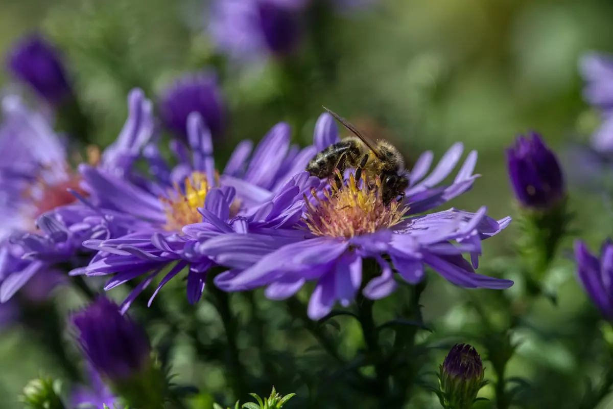 abeille sur une fleur violette d une plante mellifere