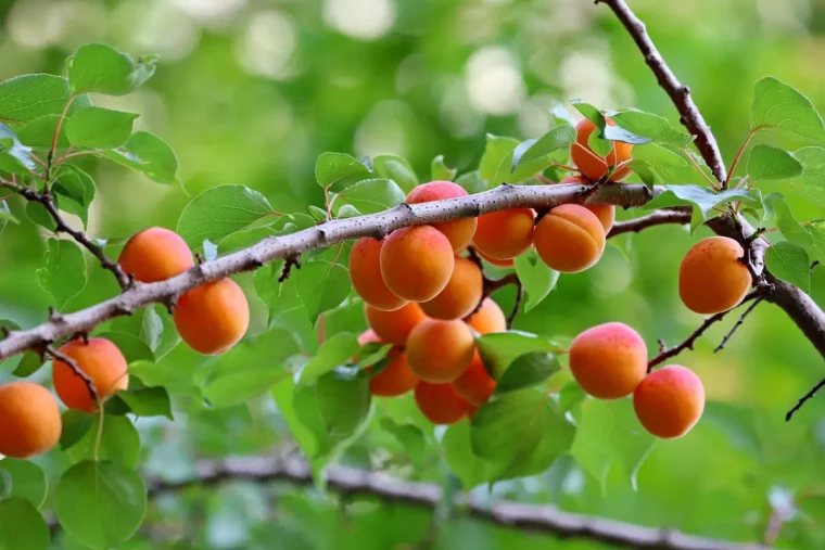 abondance d abricots sur une seule branche sur fond du feuillage vert de l abricotier