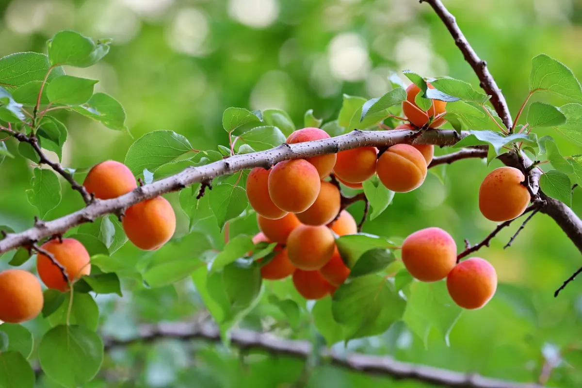 abondance d abricots sur une seule branche sur fond du feuillage vert de l abricotier