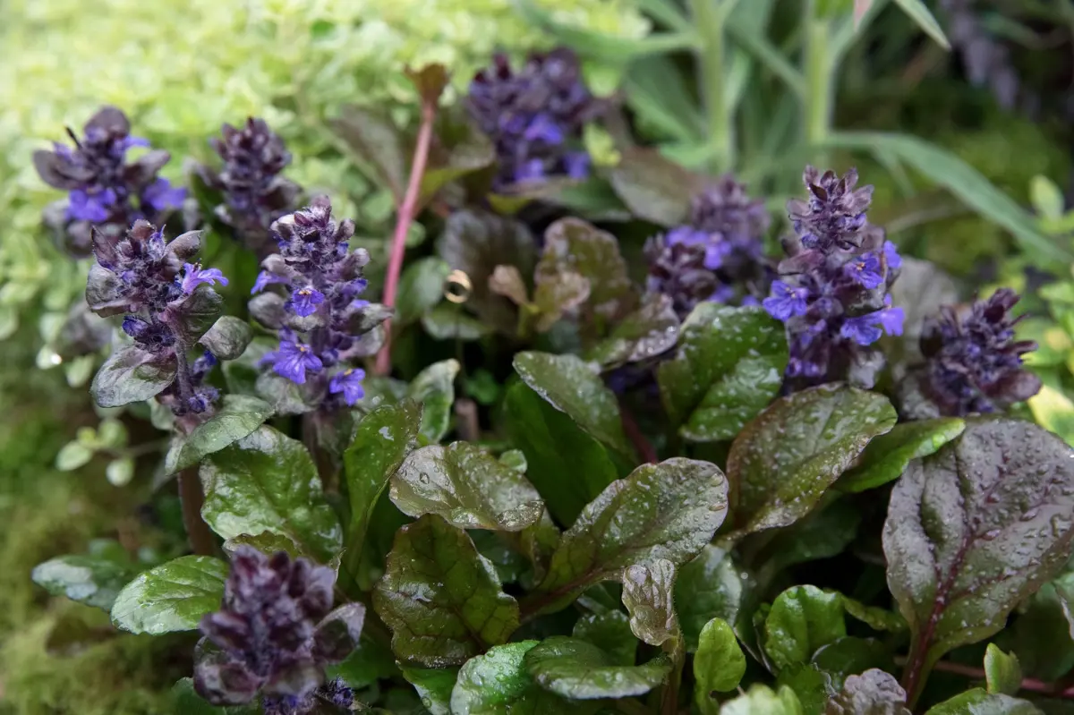 ajuga reptans feuillage violet vert fonce minuscules fleurs violette plante jardin