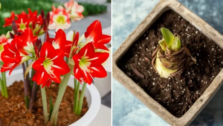 amaryllis fleurs rouges pot blanc sol terreau perlite bulbe au dessus terre