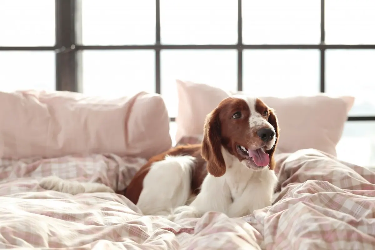 animal compagnie chien lit draps rose pastel literie fenetre industrielle