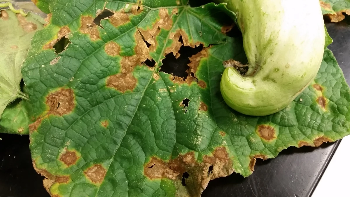 anthracnose ou nuile rouge sur les feuilles de courgettes