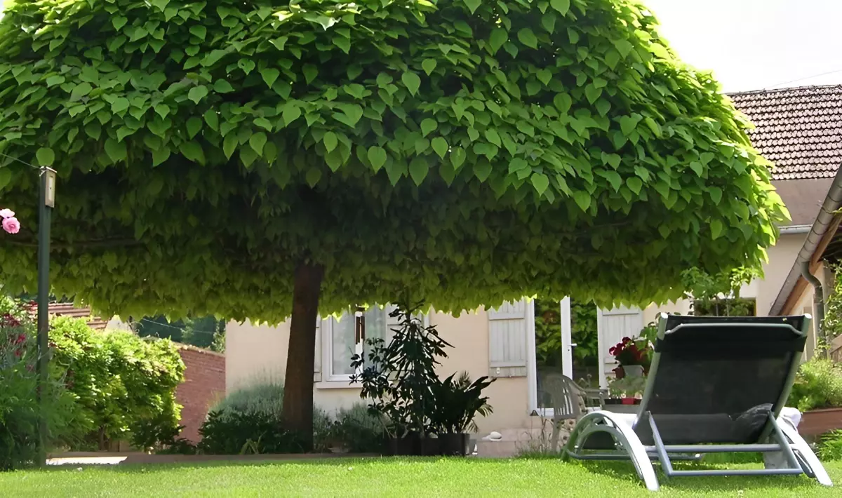 arbre avec une couronne parasol tres epaisse qui projete un ombre solide sur la pelouse d une maison