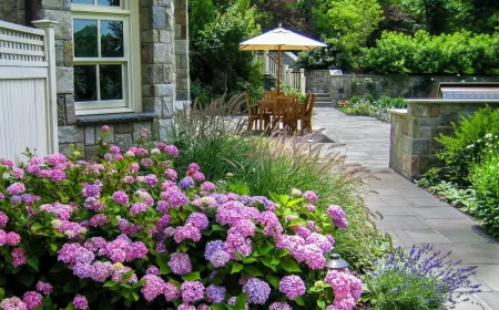 arbuste à floraison estivale et automnale hortensia devant maison enpierre