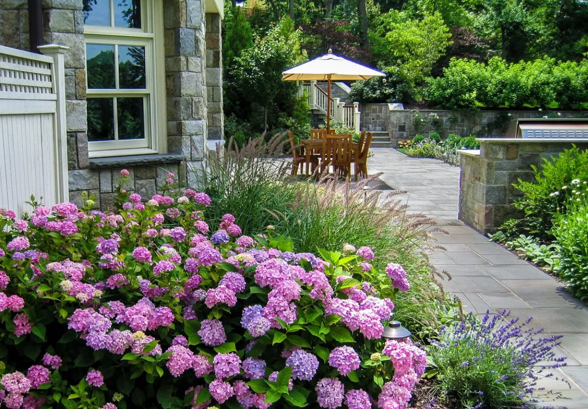 arbuste à floraison estivale et automnale hortensia devant maison enpierre