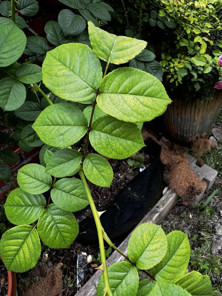 arbuste rosier plante culture en pot sol feuilles vert pale nervures