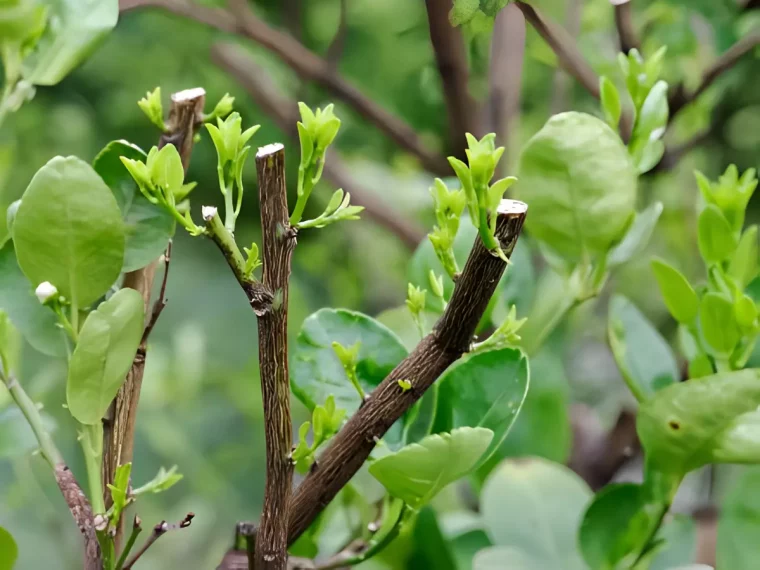 arbuste taille juste au dessus des bourgeons