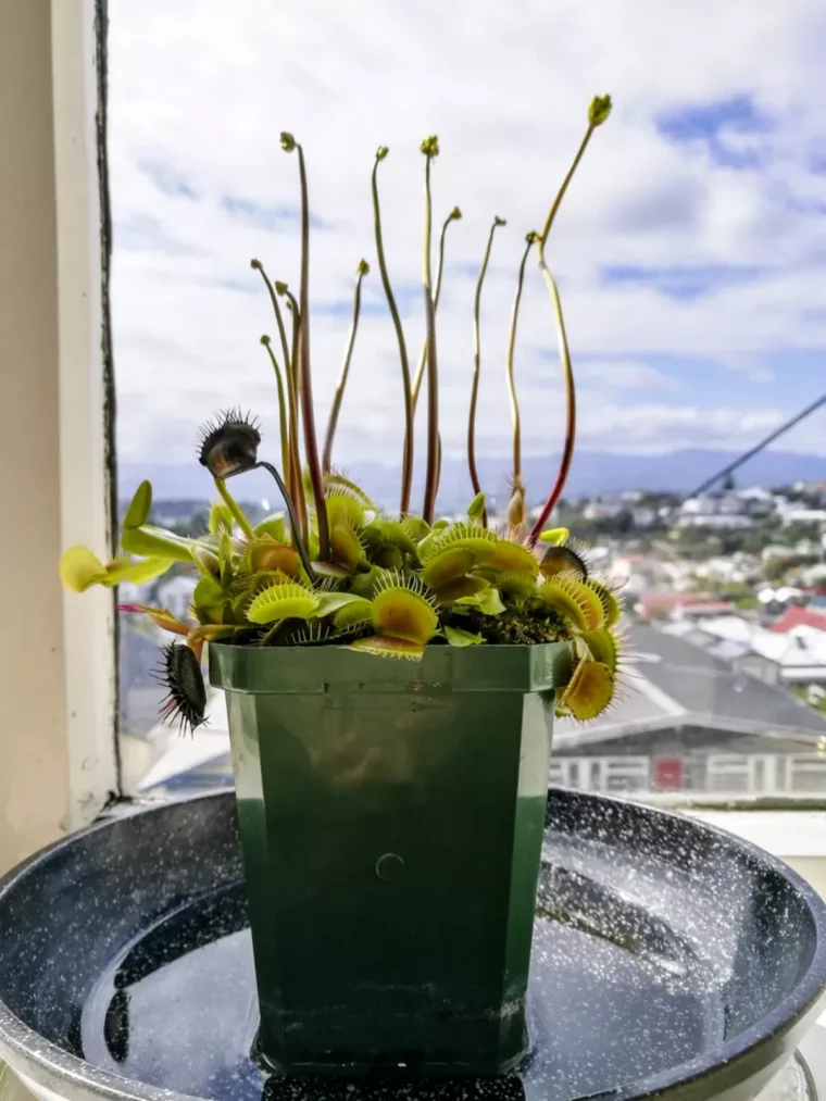 arrosage d une plante par le bas fenetre vue.jpg