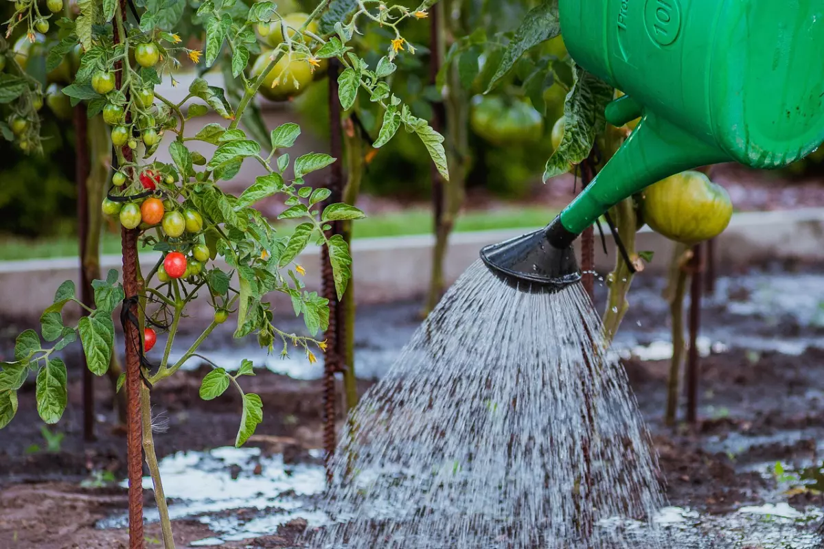 arrosage de plants de tomates tuteures avec un arrosoir vert