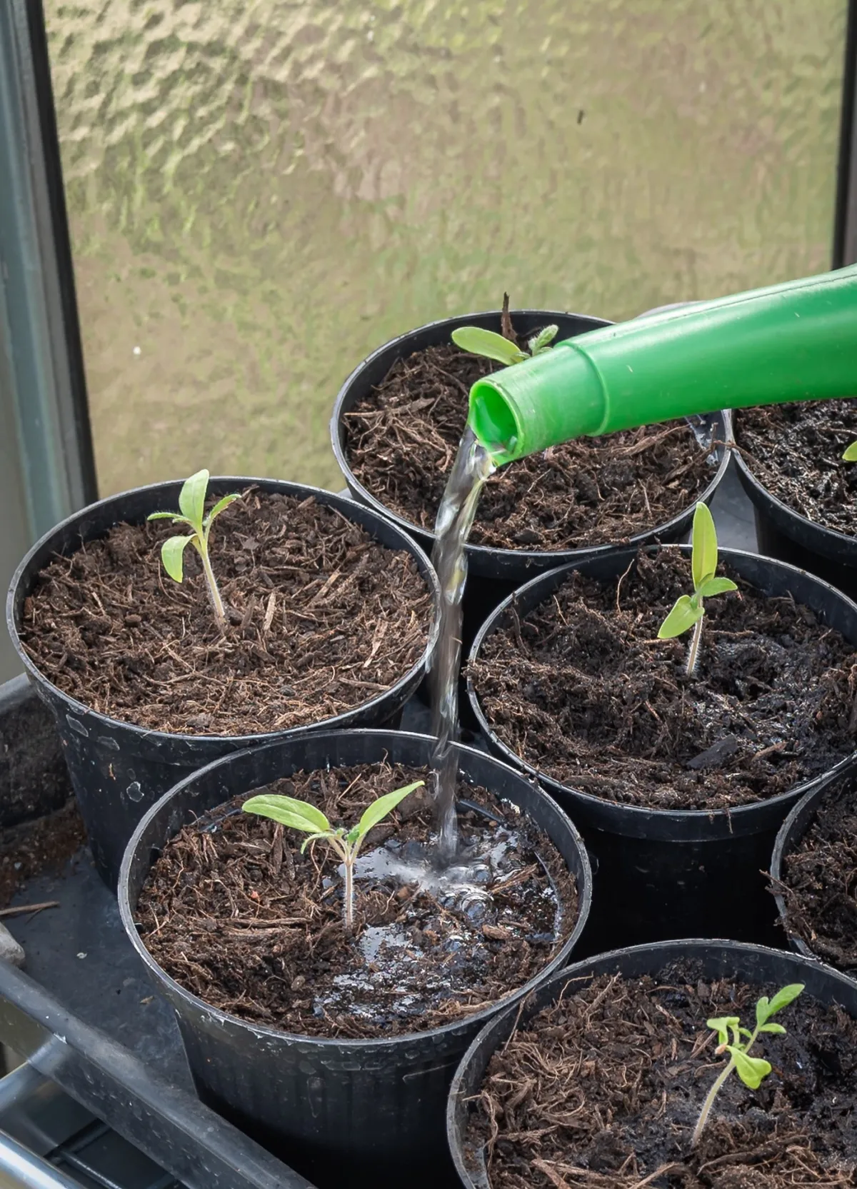 arrosoir pot semis tomates pousse feuilles vertes culture potager