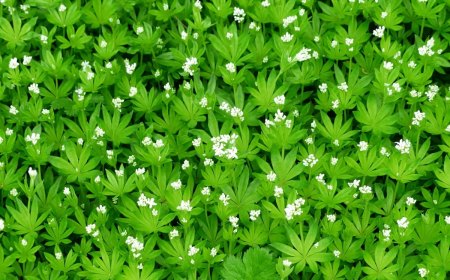 asperule odorante tapis feuillage dense feuilles vertes fleurs blanches