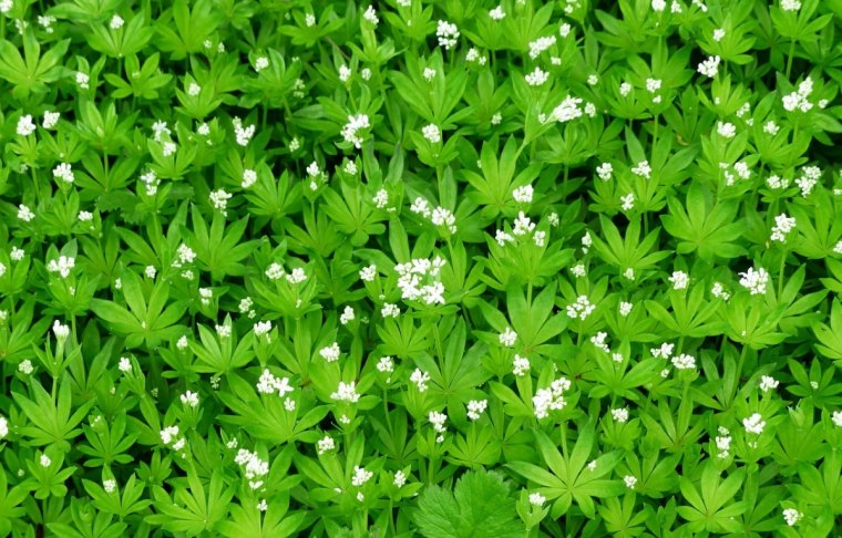 asperule odorante tapis feuillage dense feuilles vertes fleurs blanches