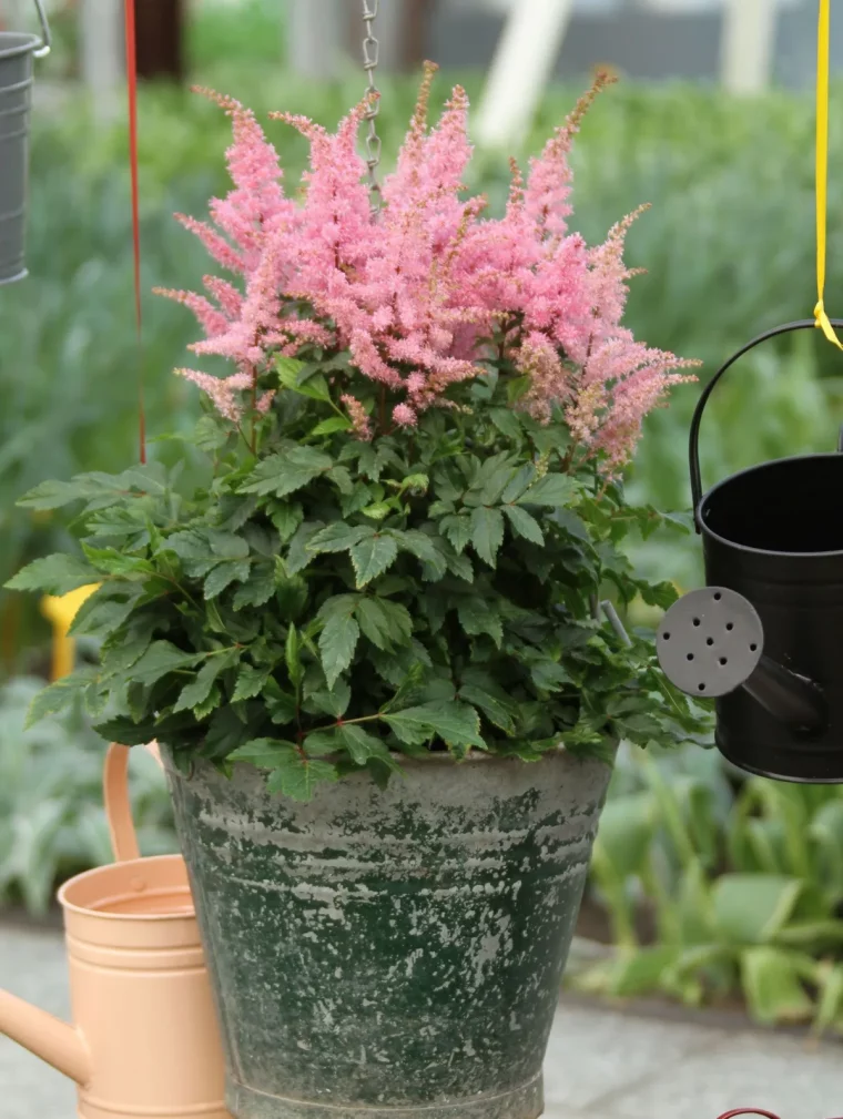 astilbe chinensis pot metal plante feuillage dense fleurs roses arrosoir