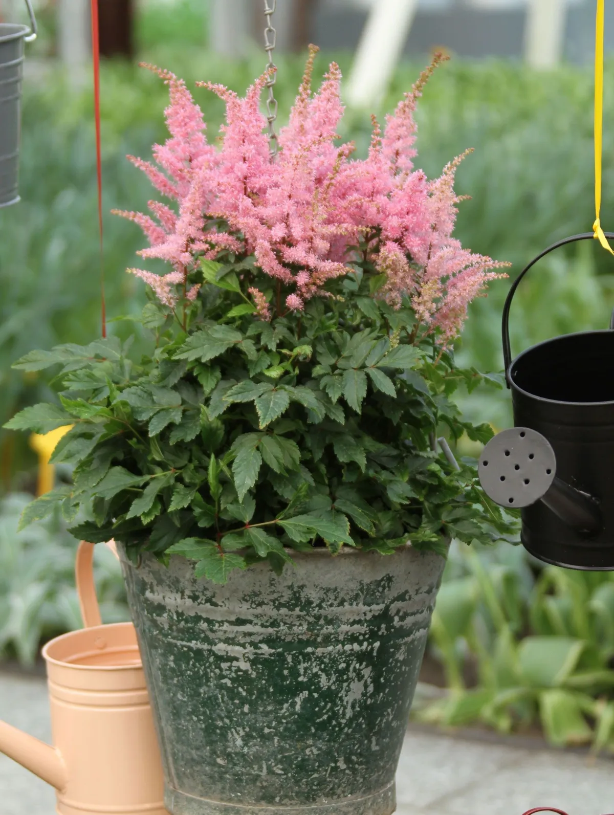 astilbe chinensis pot metal plante feuillage dense fleurs roses arrosoir