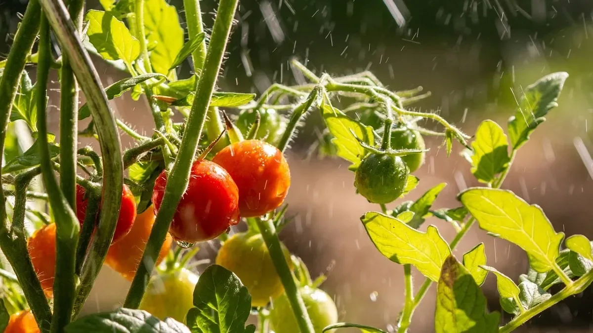 astuces pour avoir une bonne production de tomates