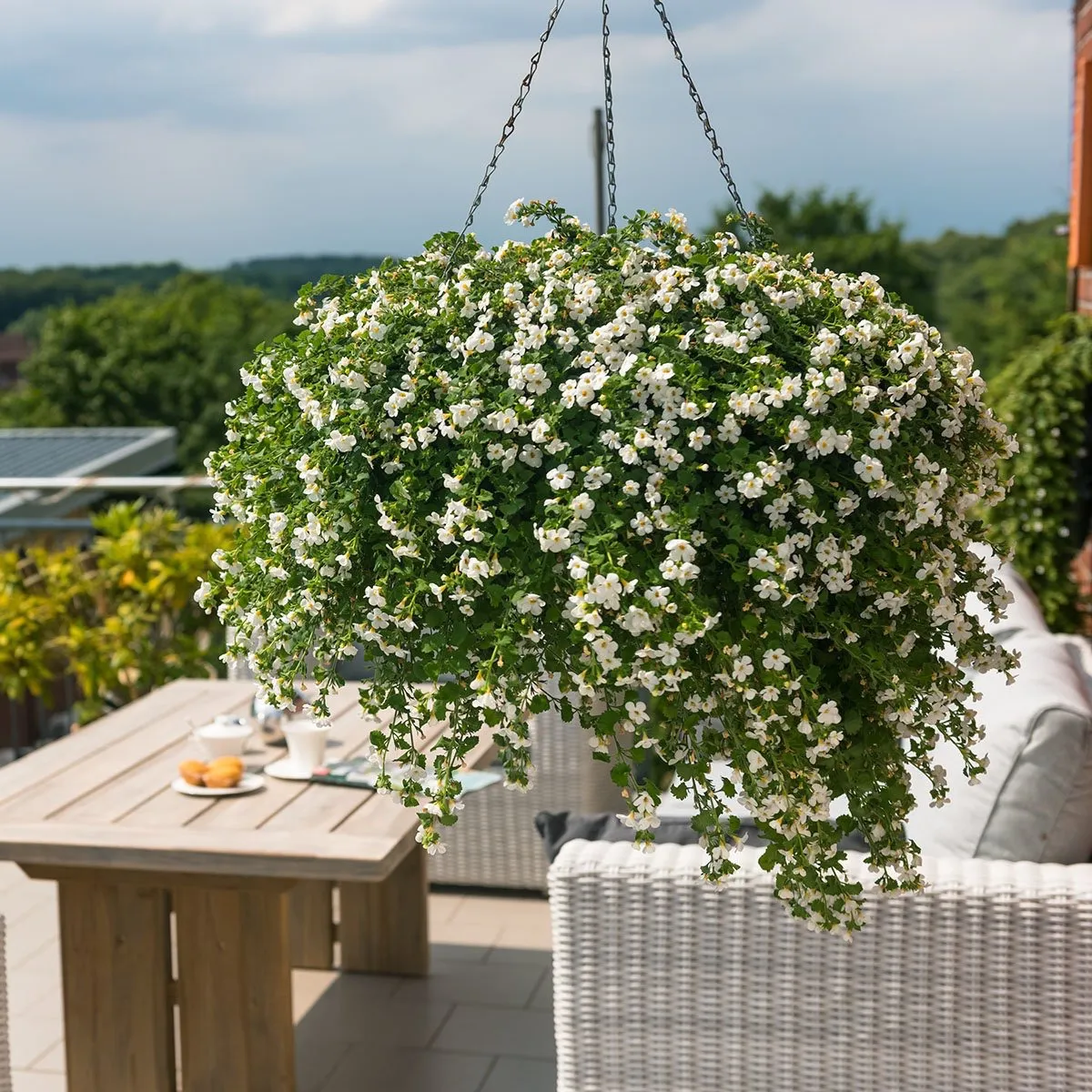 bacopa pot suspendu fleurs pour balcon mi ombre mi soleil table bois meuble tresse
