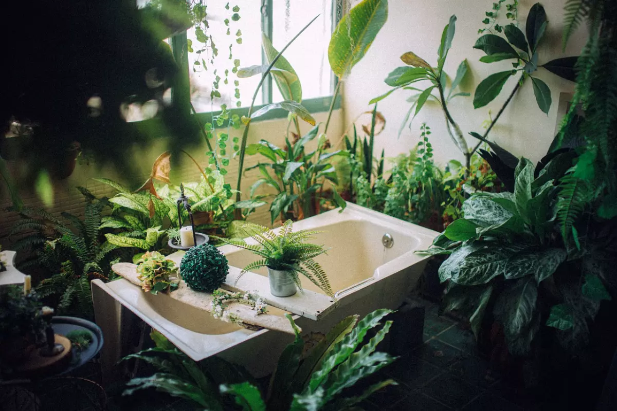 baignoire devant une fenetre avec des plantes en pot autour