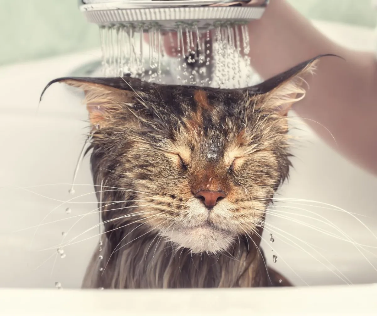 bain chat mouillé pour combattre la canicule astuces rafraichissement0 animaux de compagnie