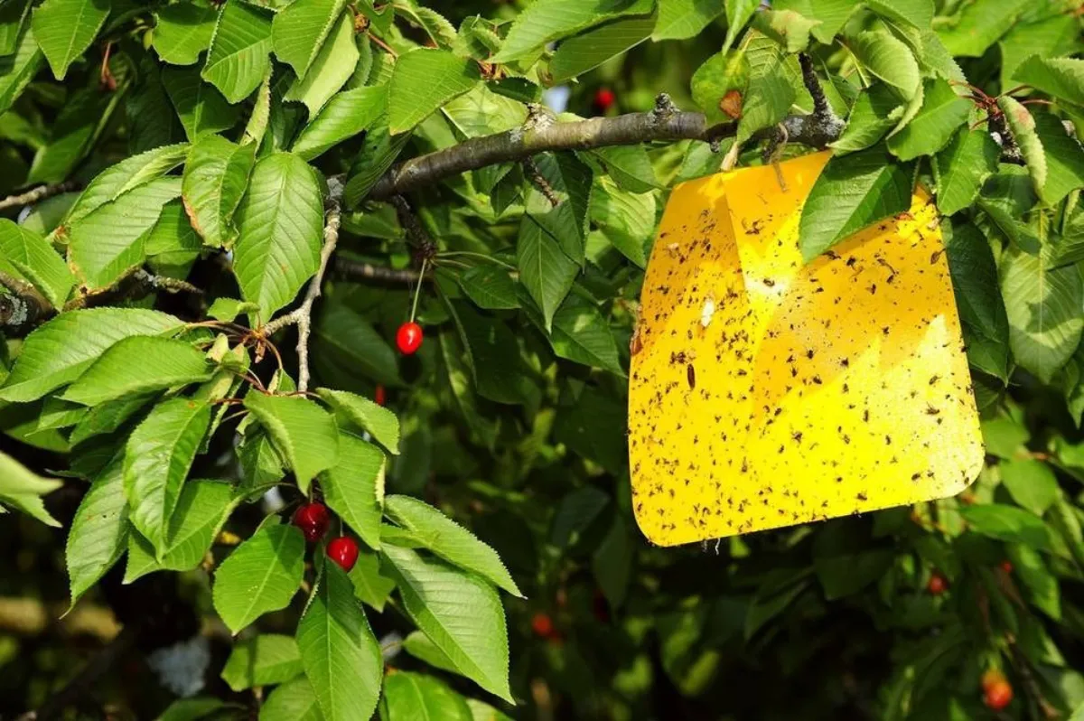 bandes colle anti insectes arbre fruitier piege enguele mouches