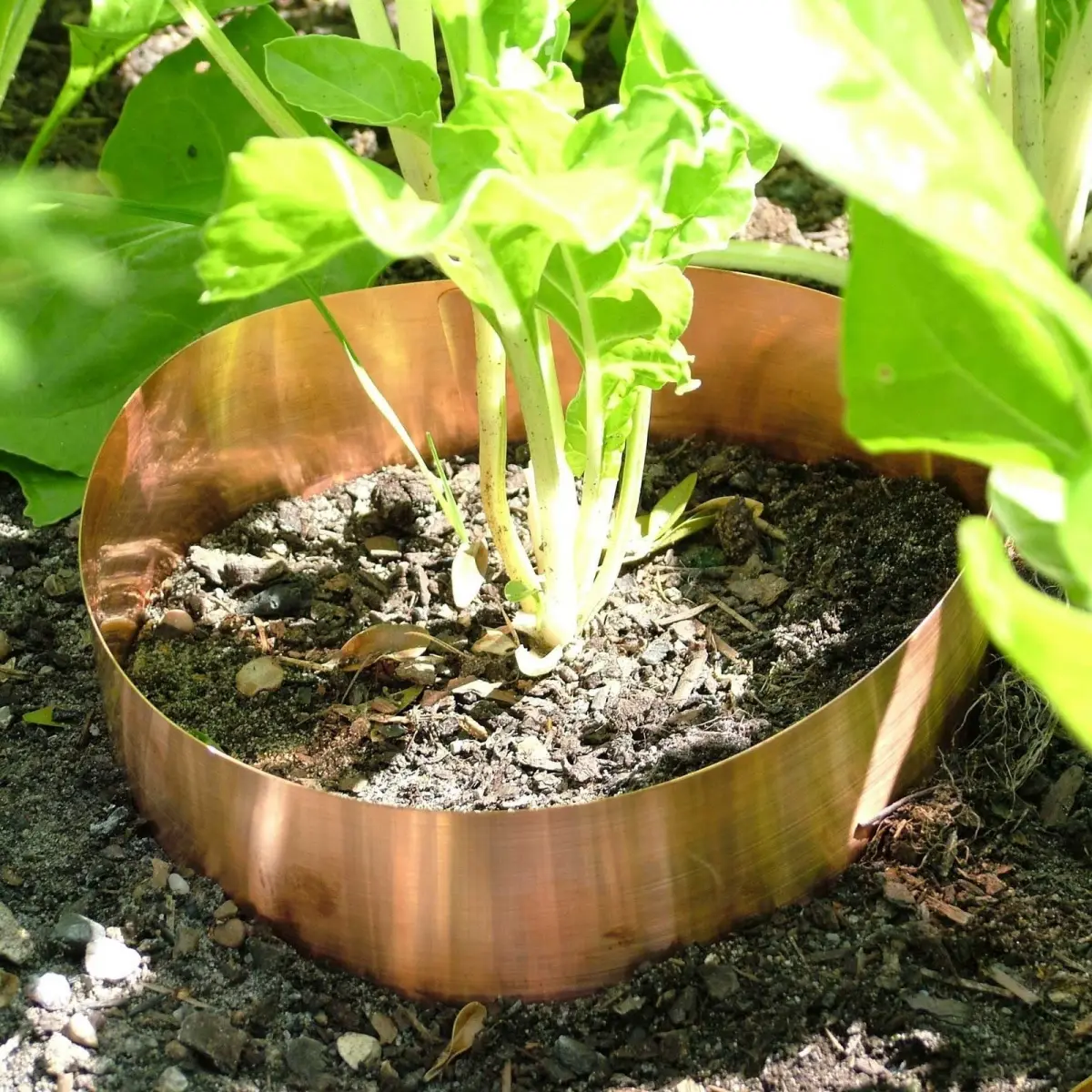 barriere cuivre bandes protection contre limaces au potager plantes