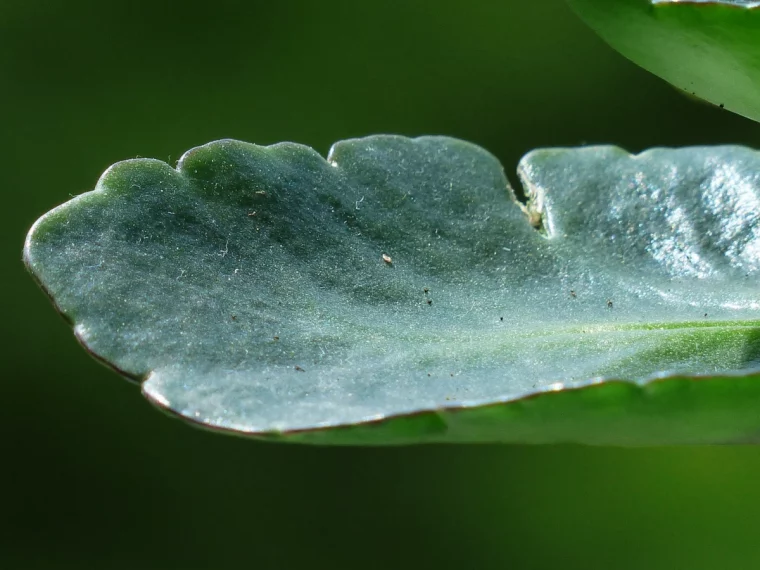 bienfait des feuilles du kalanchoe