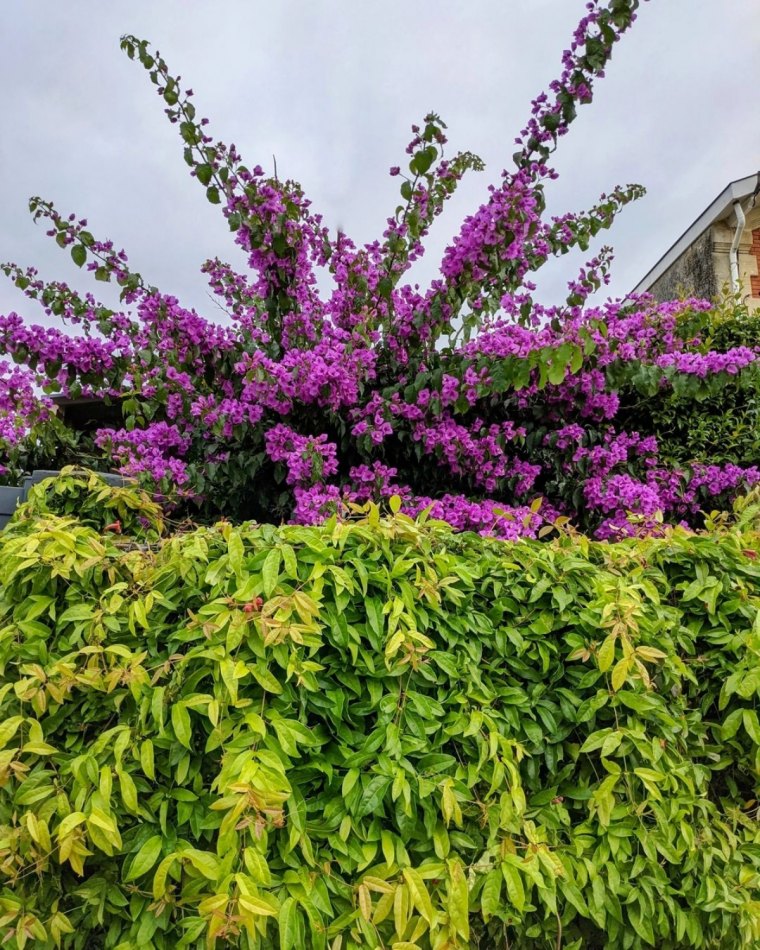 bougainvillier plante entretien verdure