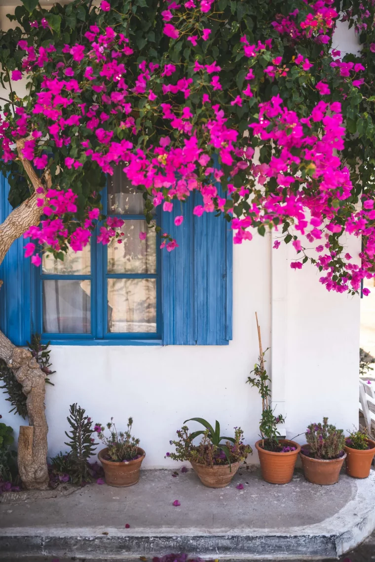 bougainvillier que planter au pied d un mur au sud exemple plante exterieur resistante a la chaleur