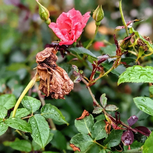 bouton rosiers feuilles seches tiges plante ornementale jardin