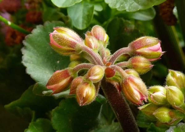boutons de geranium jaunissent avant la floraison