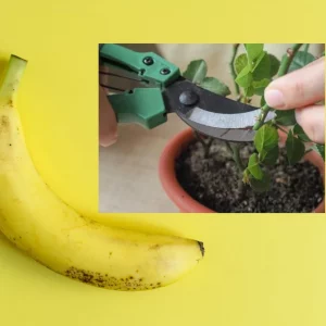 Bouture de rosier dans une banane - l'astuce de génie pour multiplier un rosier
