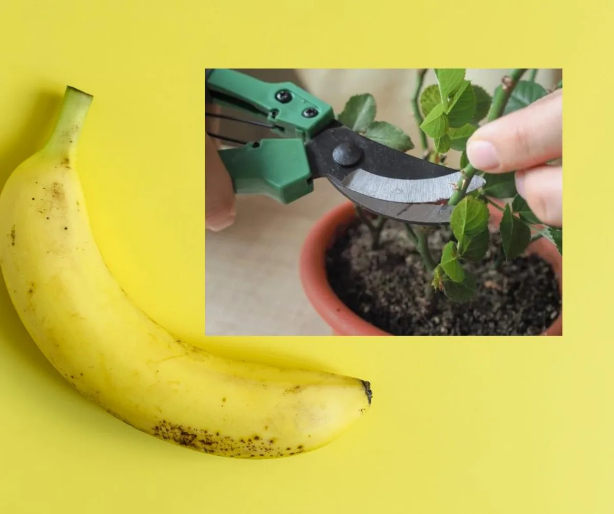 bouture de rosier dans une banane comment faire pour multiplier un rosier