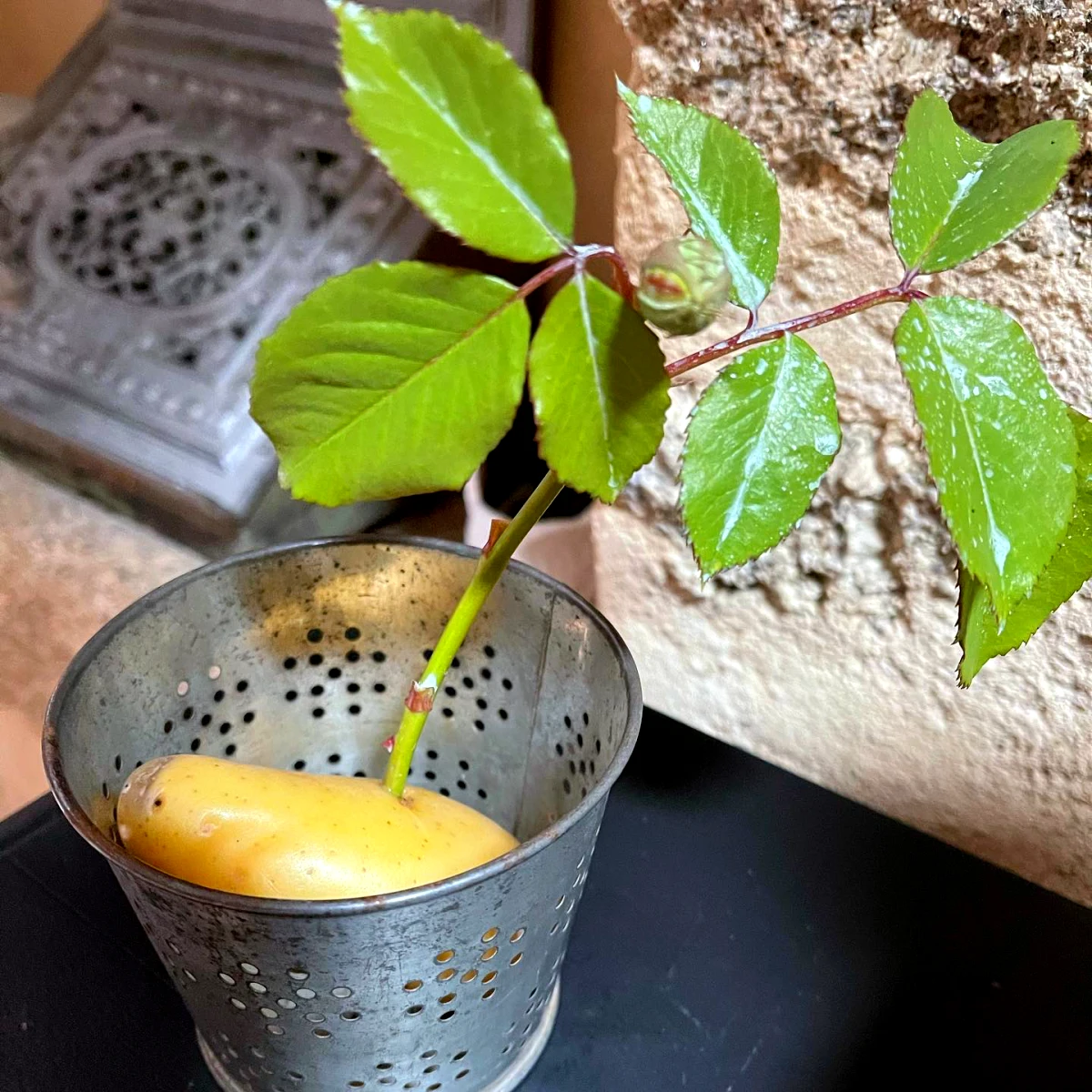 bouture de rosier dans une pomme de terre feuilles verte pot en metal