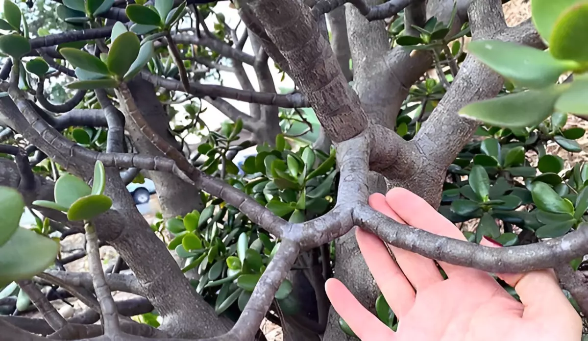 branchage encombre de l arbre de jade avec des tiges trop longues