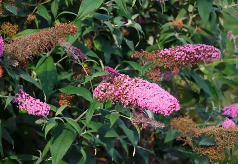 buddleia avec des fleurs fanees et des fleurs en train de faner