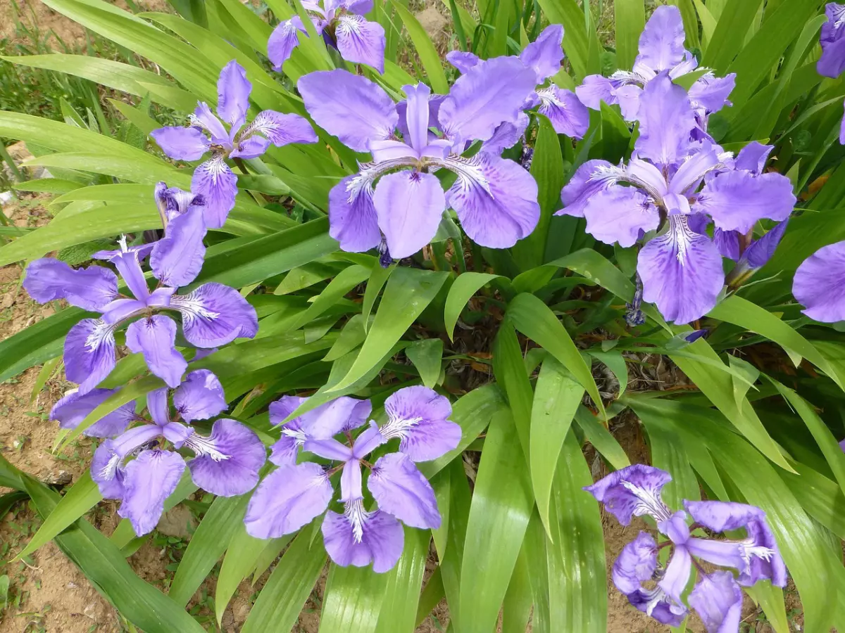 buisson d iris couleur lilas et ses feuilles courbees