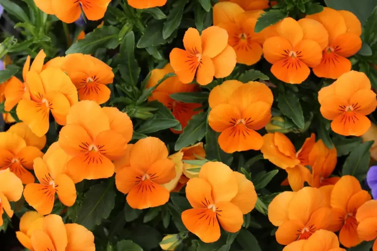 capucines avec des fleurs oranges sur fond de feuillage vert