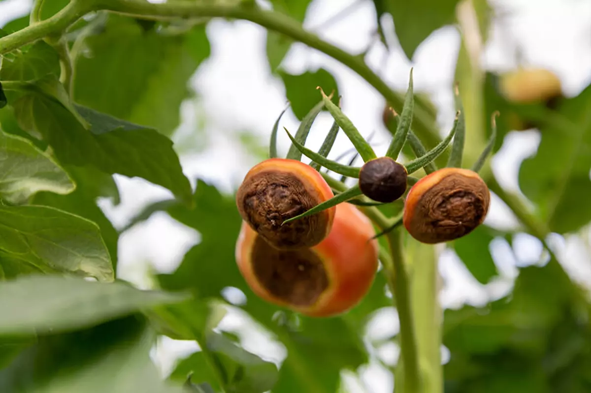 carence en calcium sur les tomates avec des taches noires en stade avance