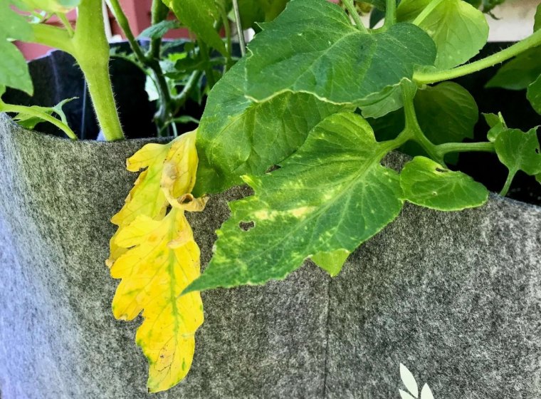 carrence nutriments plants de tomate feuillage seche couleur jaune