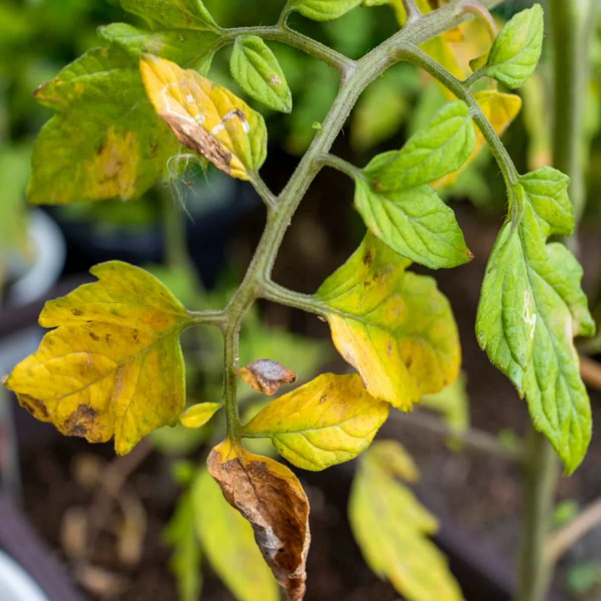 causes et solutions du jaunissement des feuilles des tomates