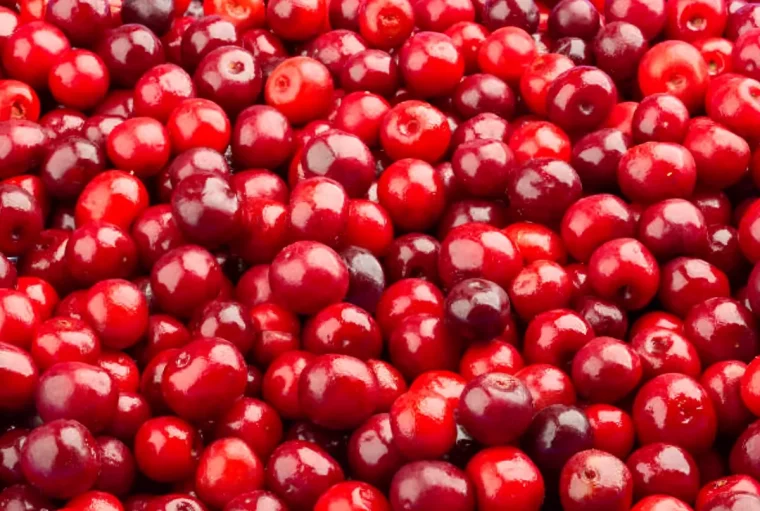 cerises rouges mûres fermes et sans defauts