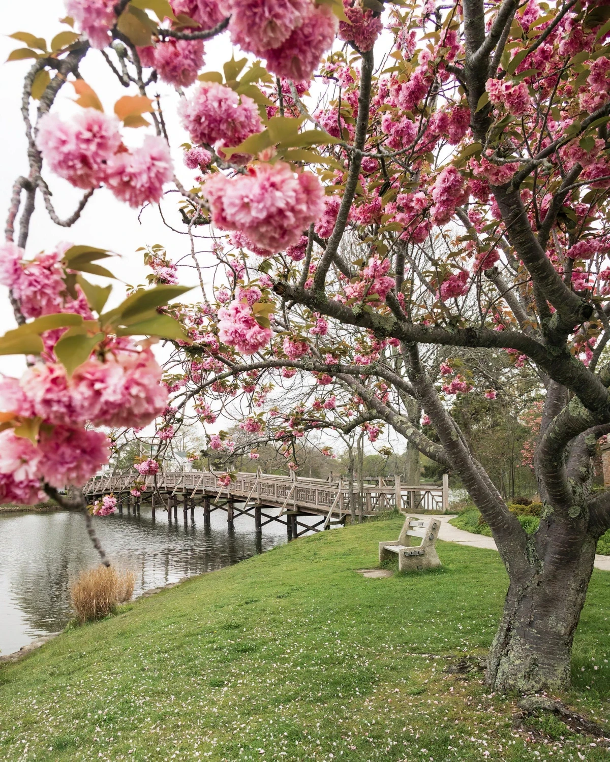 cerisier du japon kanzan variete gazon vert lac pont bois