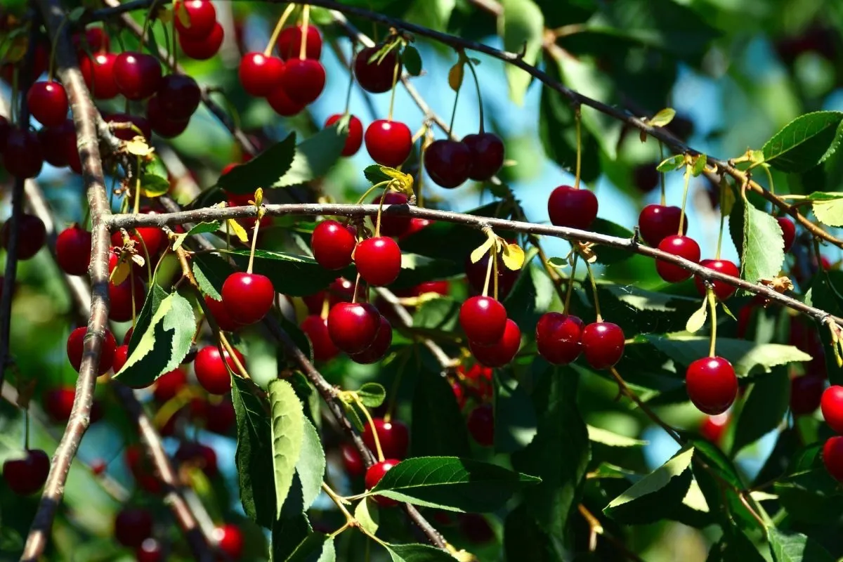 cerisiers arbre fruitier branches fruits rouges murs feuilles vertes