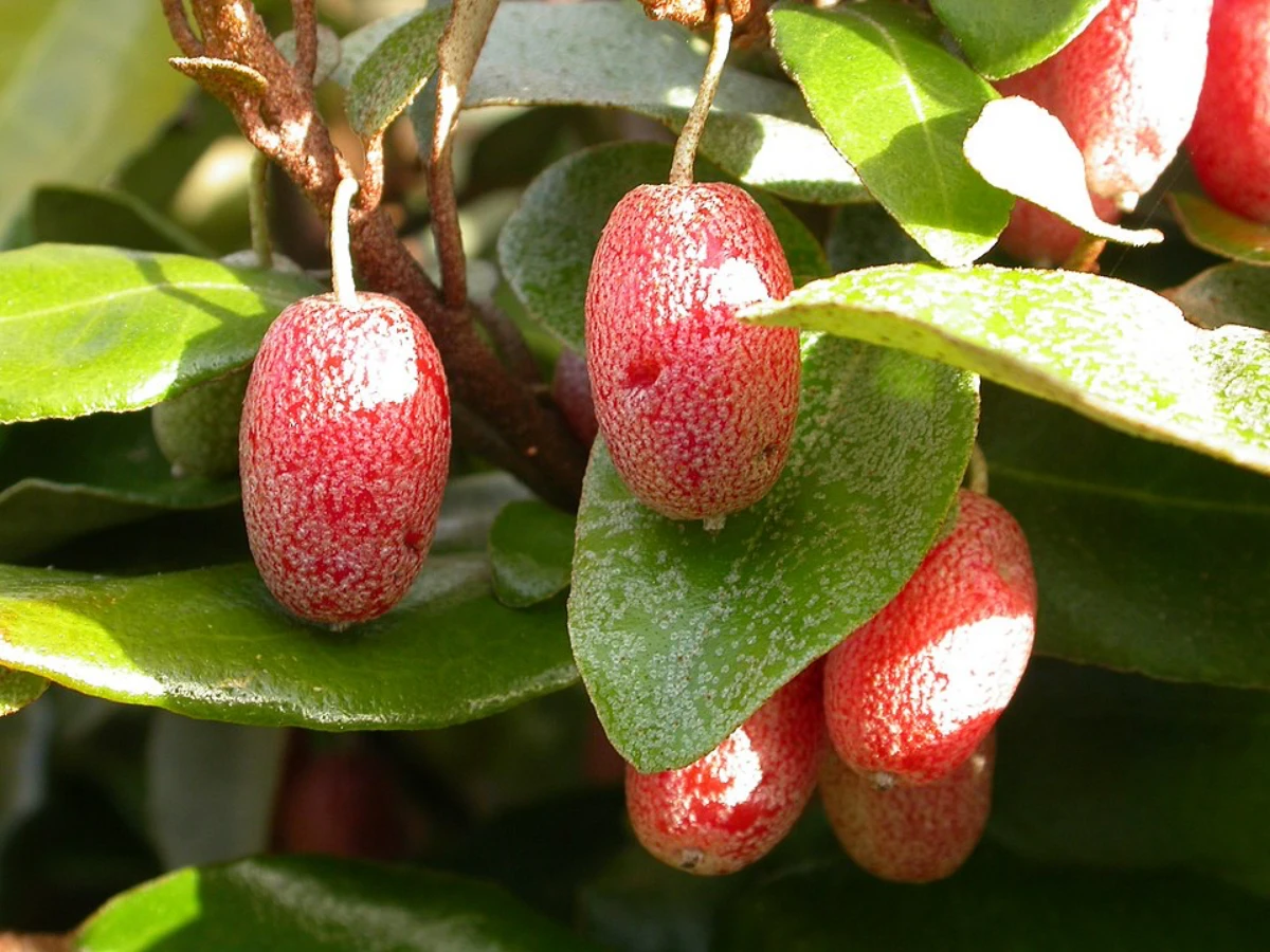 chalef de ebbing arbuste parfume fruits rouges feuilles vertes