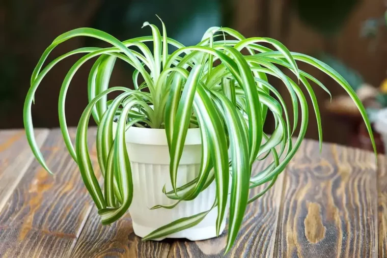 chlorophytum plante araignee faut il couper les feuilles marron